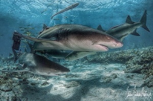 Lemon shark love at Tiger Beach Bahamas by Steven Anderson 